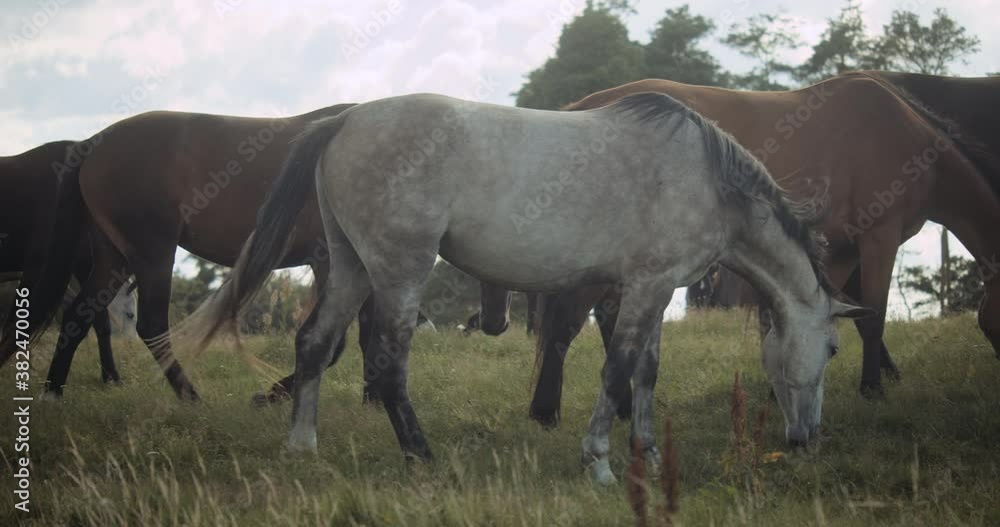 Wildhorses Grazing Together In Meadow Wildhorses Grazing Together In Meadow
