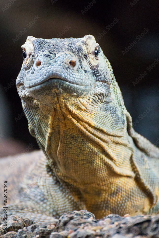 Portrait of a Komodo Dragon Portrait of a Komodo Dragon