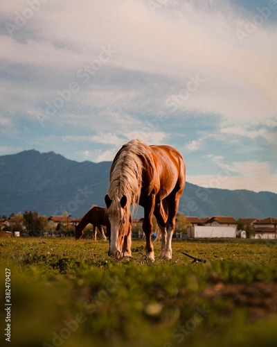 Horse in the nature