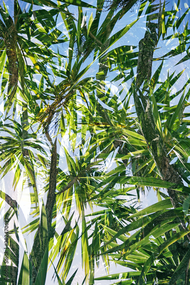 Palm tree double exposure Palm tree double exposure