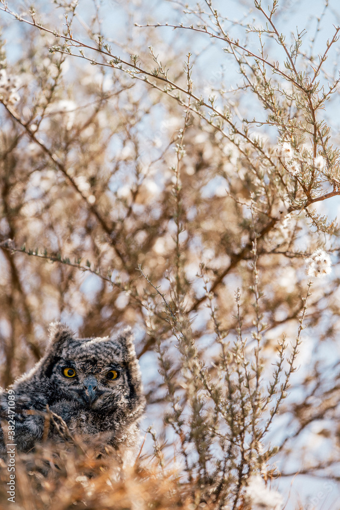 African Spotted Owl African Spotted Owl