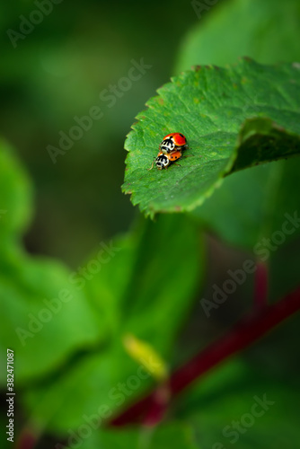 Mating asian ladybeetles (lat. Harmonia axyridis)