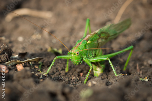 Green bush-cricket (female) laying eggs (lat. Tettigonia viridissima) © • Elena Volgina •