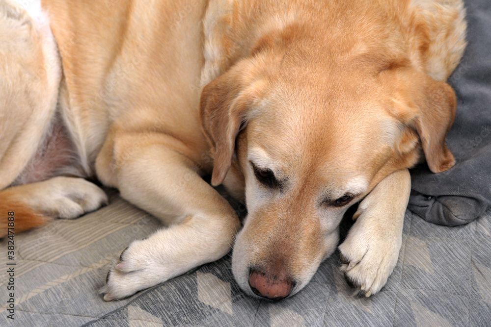 Labrador dog is resting. Morning relaxation. Labrador dog is resting. Morning relaxation.