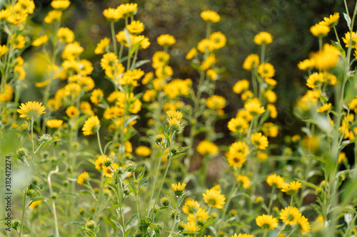 yellow dandelions in the field © photocinemapro