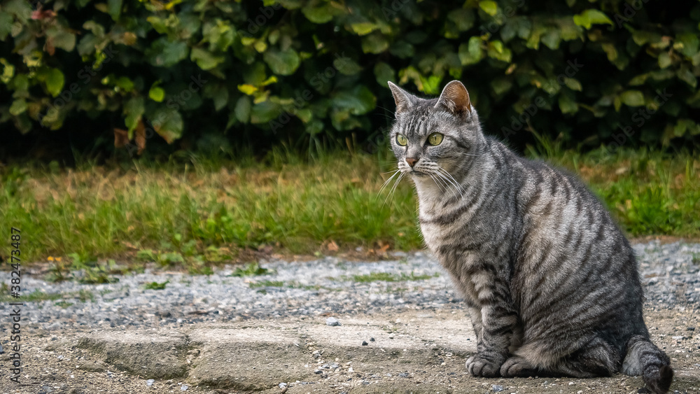 Fototapeta premium mon vieux chat