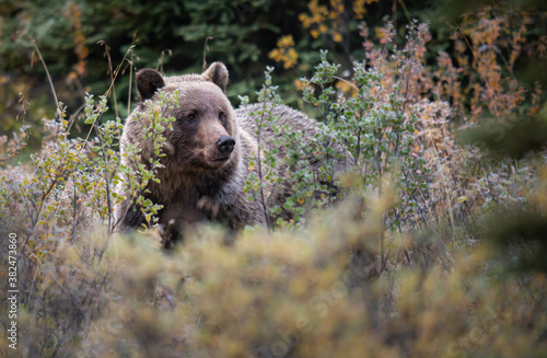 Grizzly bear in the wild