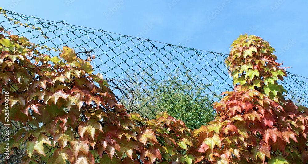 Foglie dell'edera in autunno in una giornata di sole