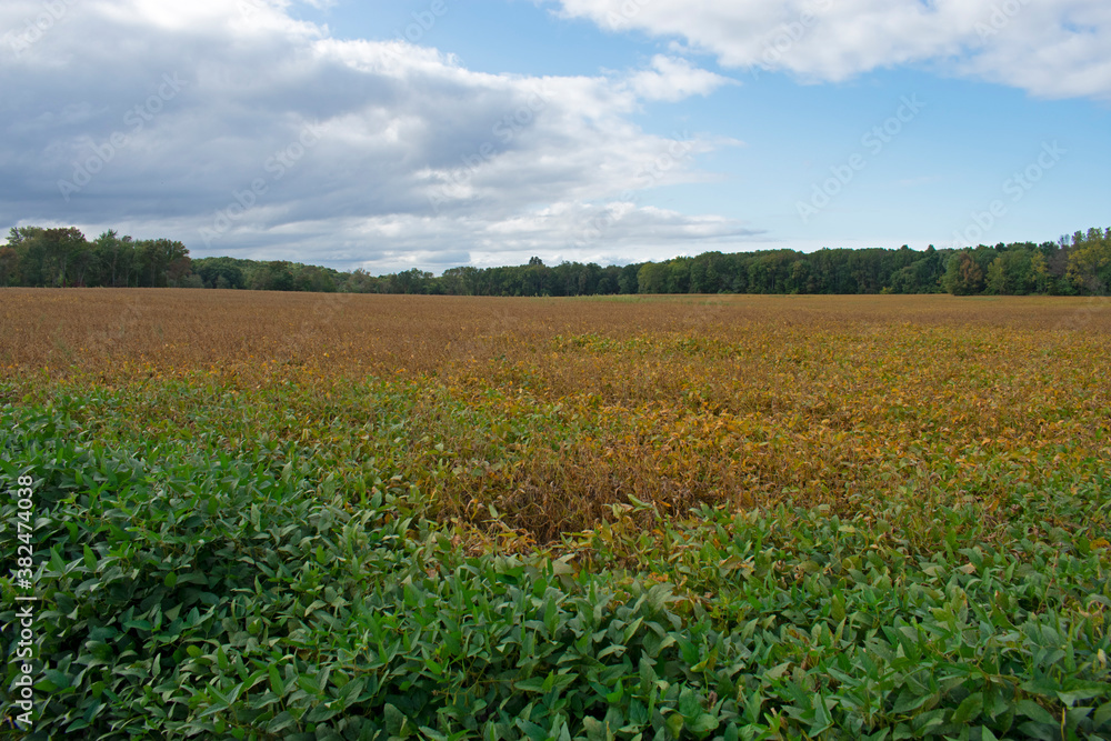 Field with Fall colors in Old Bridge New Jersey in early Autumn