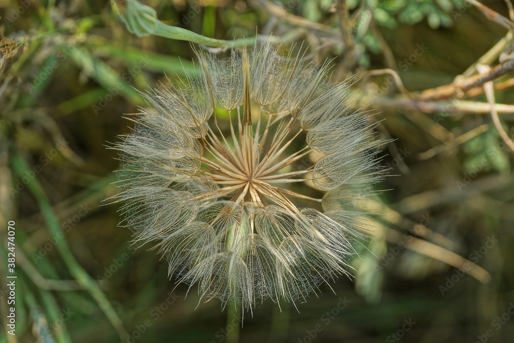 one big white wild dandelion in nature in a summer park