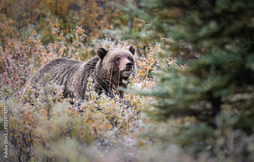 Grizzly bear in the wild