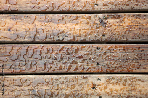 Beaded water droplets on a wooden deck boards