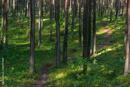 Fototapeta Naklejka Na Ścianę i Meble -  ścieżka przez las sosnowy