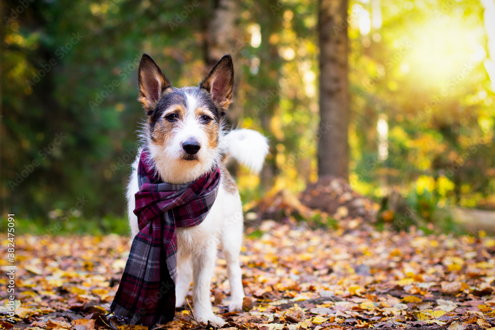 Autumn dog, a cute puppy with a scarf sits in colorful leaves in the forest. Looks at the sun's rays. Romantic, contented pet golden autumn, mood. Copy Space