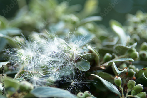 Several white feathery seeds deposited by the wind on a cotoneaster. Selective focus and background blur.