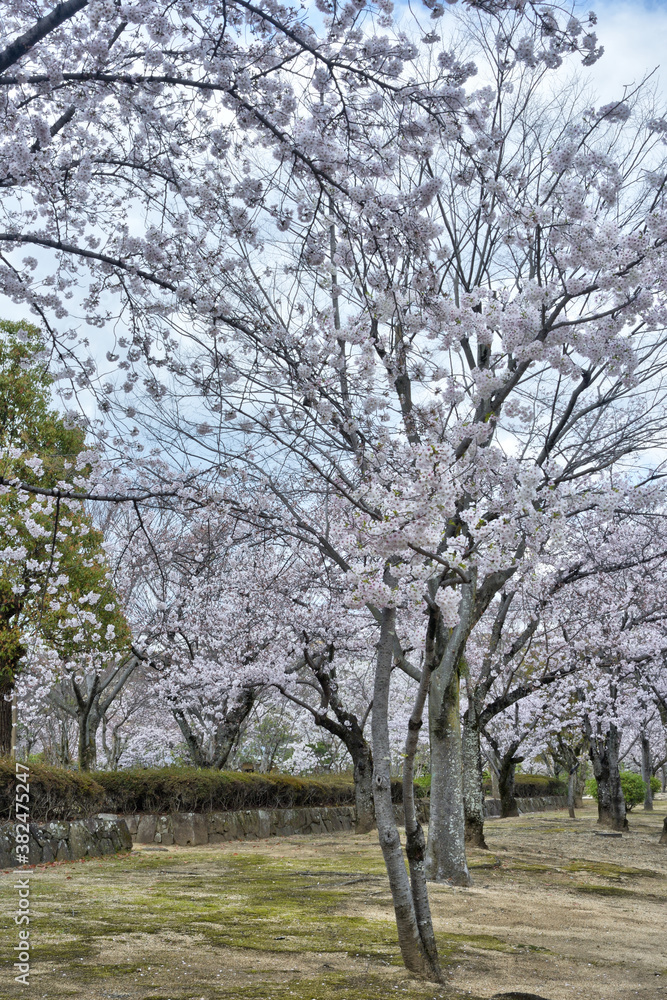 姫路城の桜 姫路城の桜