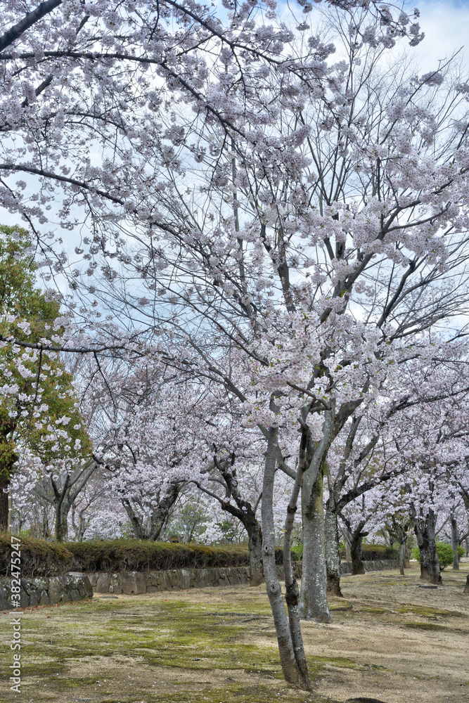 姫路城の桜