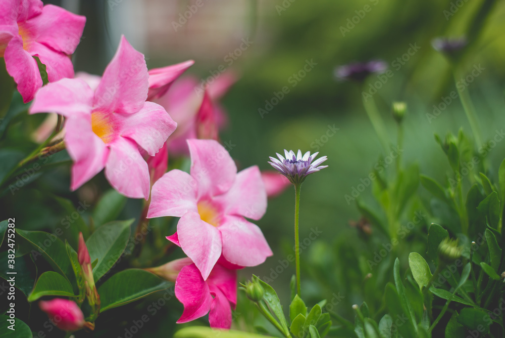 Little White & Purple Flower with Pink Mandevillea Little White & Purple Flower with Pink Mandevillea