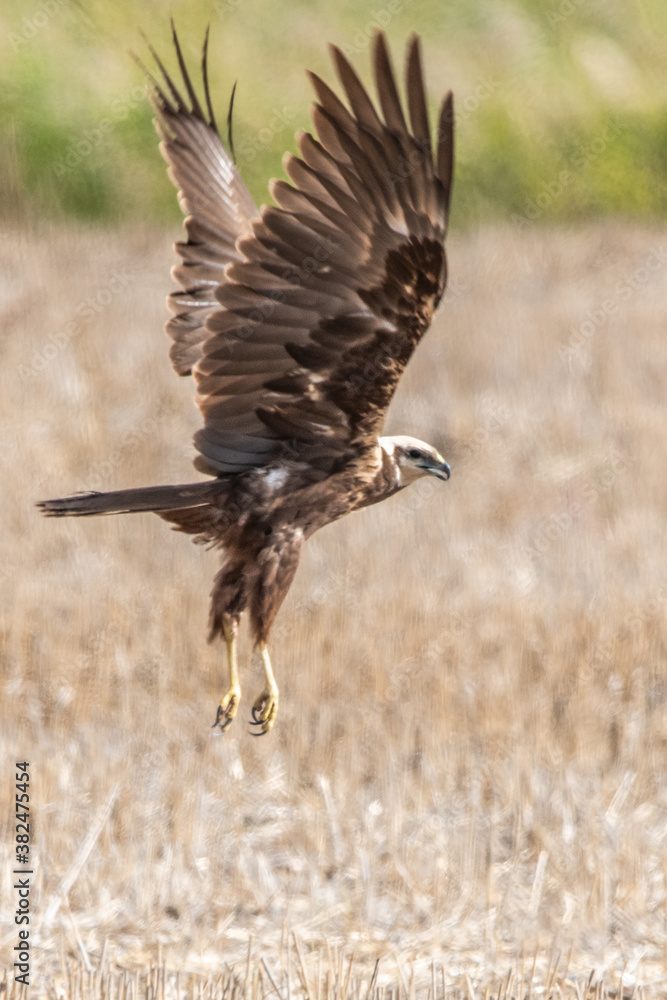 Fototapeta premium red tailed hawk