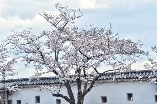 姫路城の桜 © U.G. Miyasaka