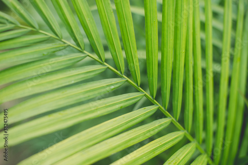 Green Majesty Palm Fronds photo