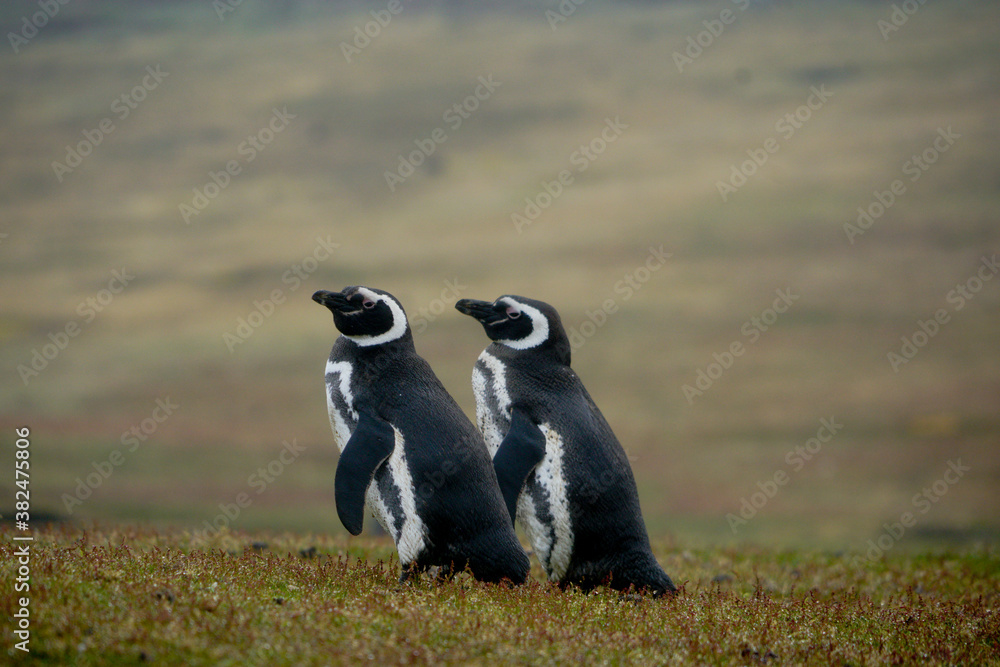 Obraz premium Manchots de Magellan des Malouines