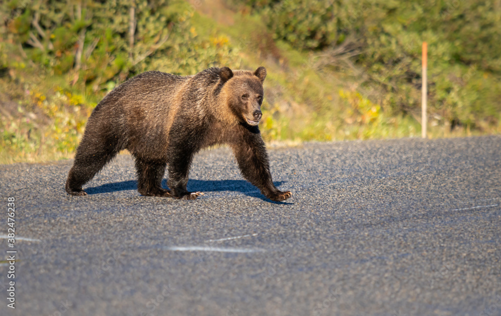 Fototapeta premium Grizzly bear in the wild