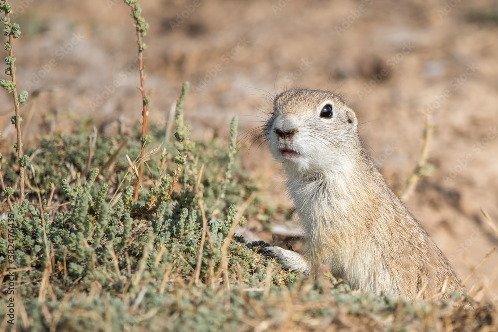 Fototapeta premium prairie dog eating