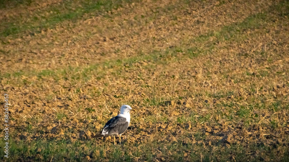 Mouette dans un champ en pleine campagne