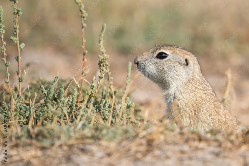 Fototapeta premium prairie dog eating