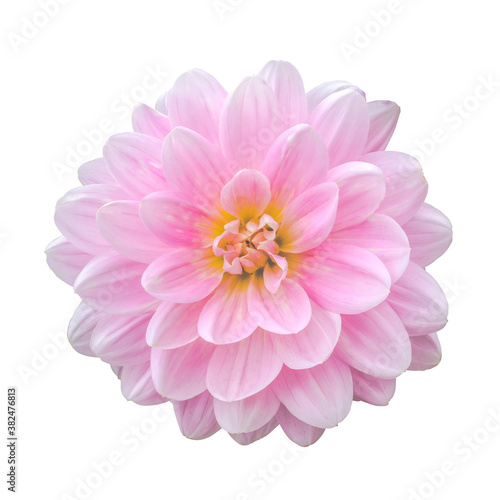 Isolated Pink Dahlia Flower