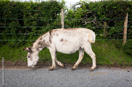 English Donkey Tail Whip photo