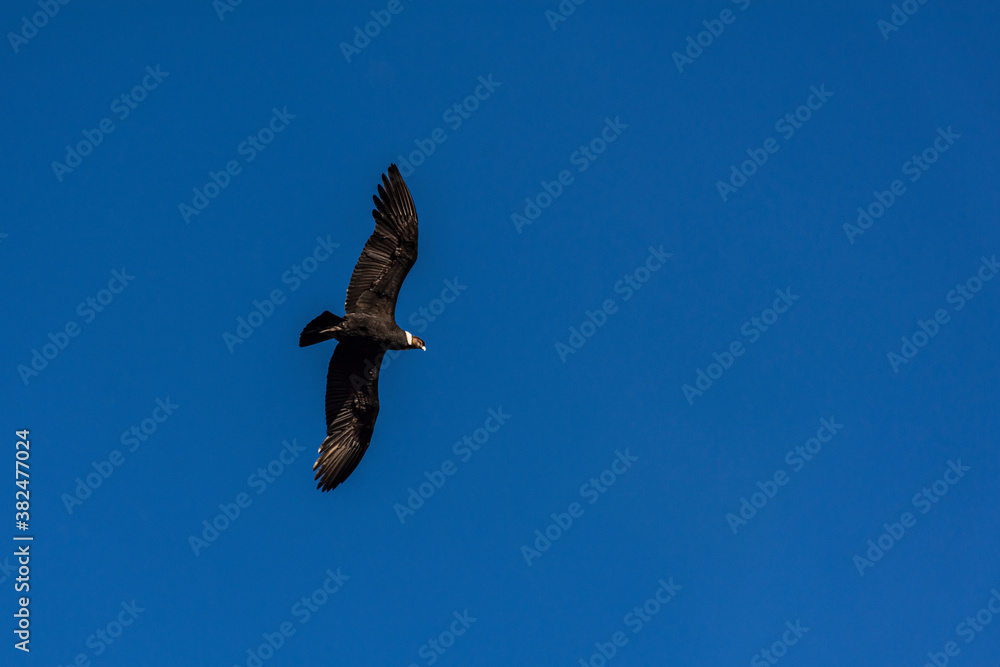 Low angle view of andean condor (vultur gryphus) flying against blue sky Low angle view of andean condor (vultur gryphus) flying against blue sky