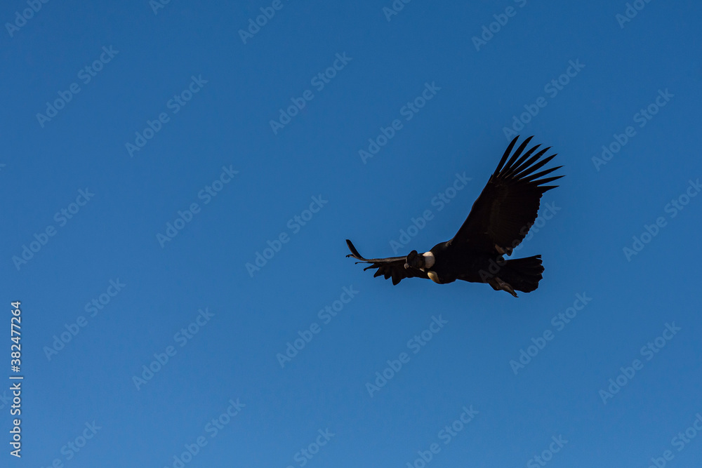 Obraz premium Low angle view of andean condor (vultur gryphus) flying against blue sky