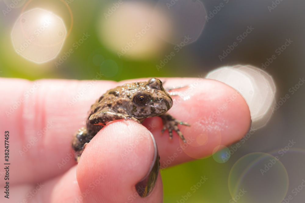 Fototapeta premium The European red-bellied toad (lat. Bombina bombina), of the family Bombinatoridae.