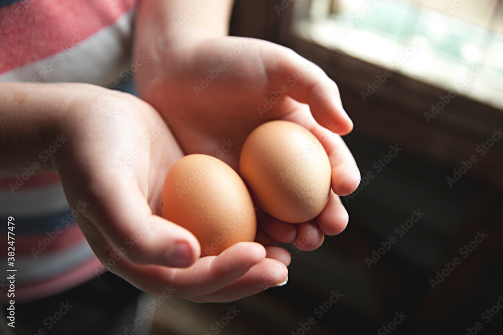 A young boy collecting farm fresh, free range eggs on a hobby farm A young boy collecting farm fresh, free range eggs on a hobby farm