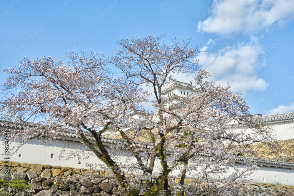 姫路城の桜 姫路城の桜