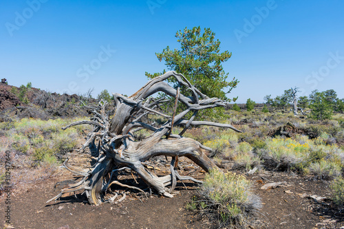 Dead pine tree stands among volcanic lava rocks landscape