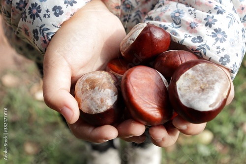 handful of chestnuts