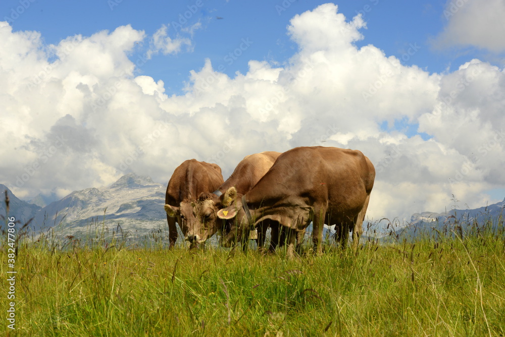 Schweizer Braunvieh auf der Almweide