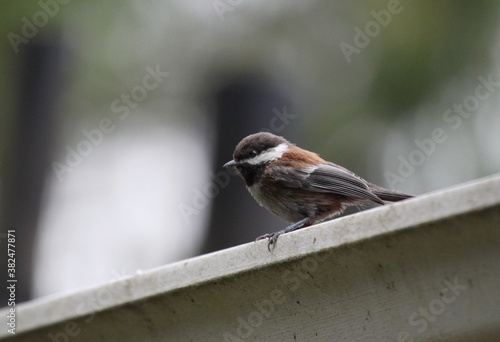 Chestnut backed chickadee perched on a rain gutter