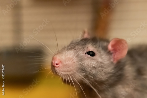 portrait of a gray rat with black eyes and big mustache close-up cute pet