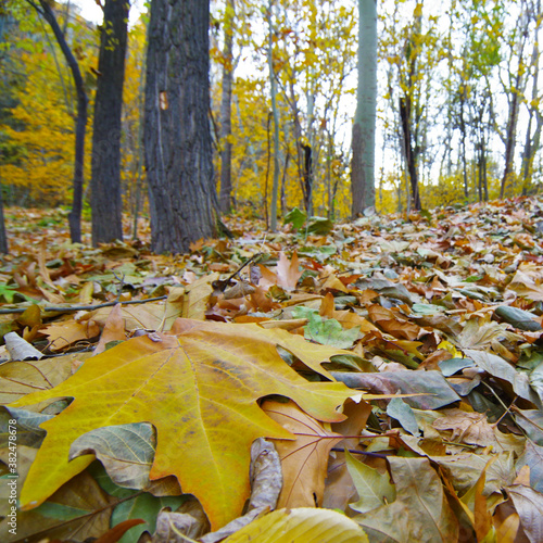 autumn leaves in the park