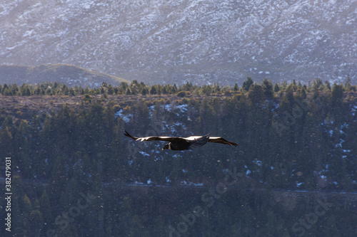 Scene view of an Andean condor (Vultur gryphus) flying against snowcapped mountain © Pedro Suarez