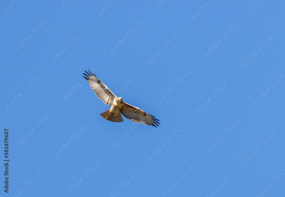 Red-Tailed Hawk of the Rocky Mountain National Park Red-Tailed Hawk of the Rocky Mountain National Park