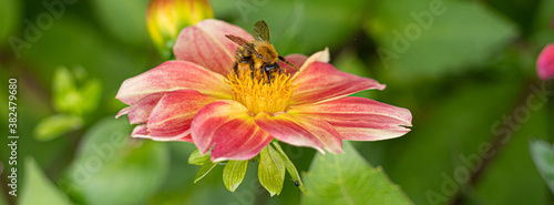 Tableau sur toile Close up Macro of Bumble Bee Pollinating British Wildflowers