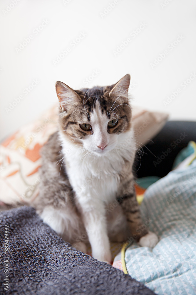 A young cat / kitten sits on the clothes washing A young cat / kitten sits on the clothes washing