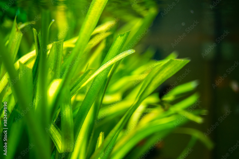 Fototapeta premium detail of a Vallisneria gigantea freshwater aquatic plant in a fish tank with blurred background