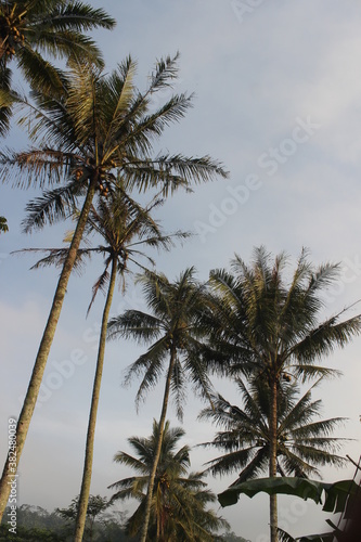 palm trees against blue sky © MA