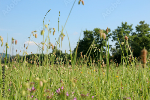 Close up of grass seen from bottom with trees and clear sky